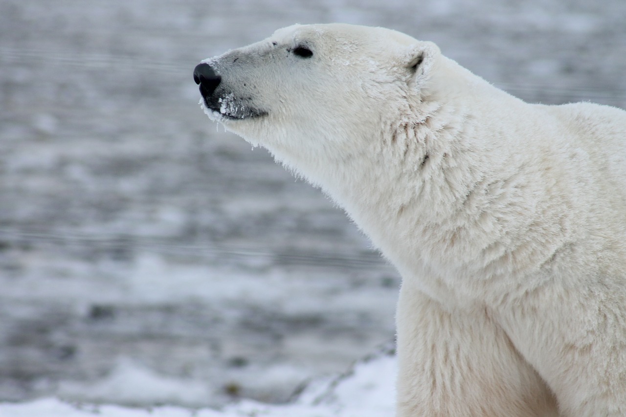 polar-bear-404315_1280