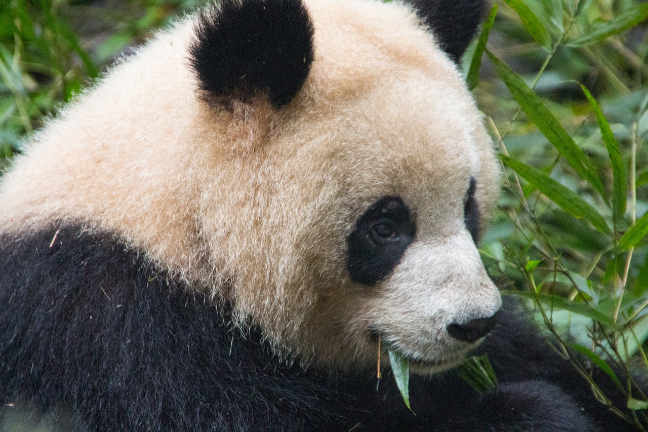 Met zijn herkenbare kleuren is de panda één van de meest iconische dieren.