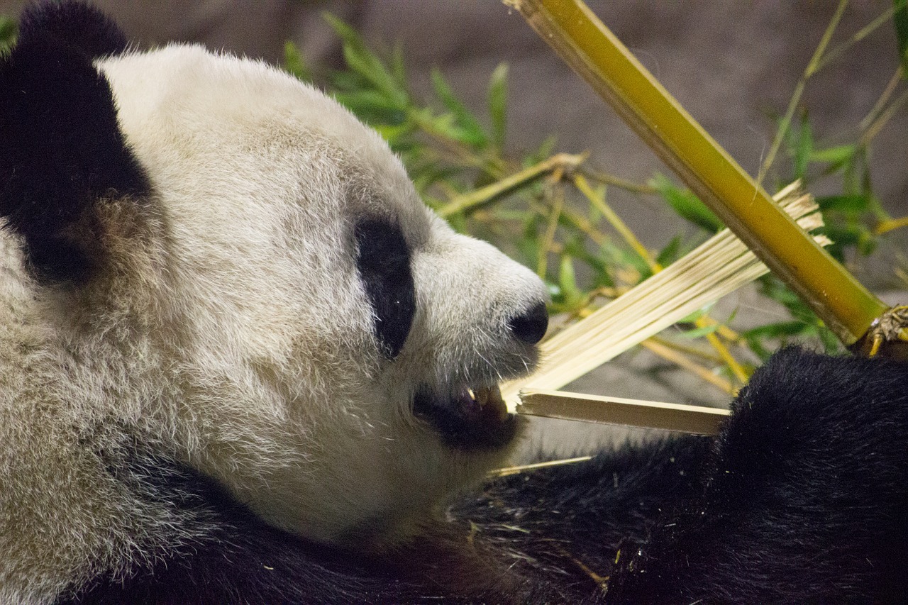 Een panda aan de bamboe