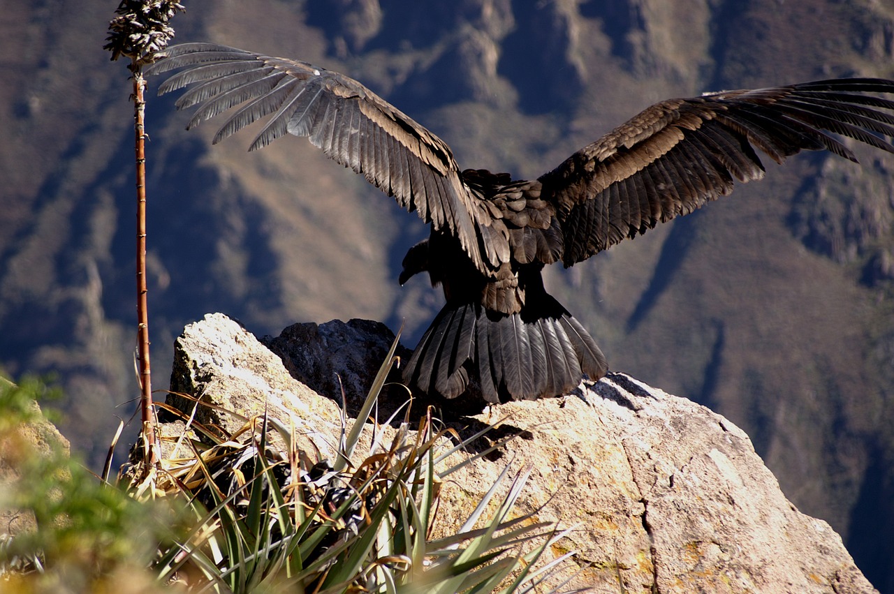 De Condor kan een spanwijdte van ruim 3 meter bereiken (foto is Andes Condor)