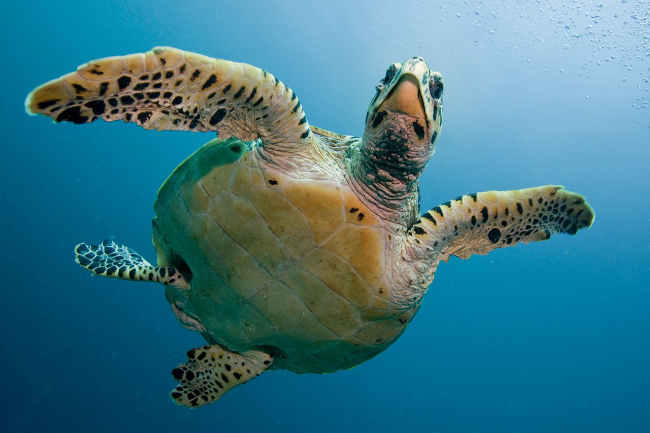 Een zeeschildpad in volle glorie