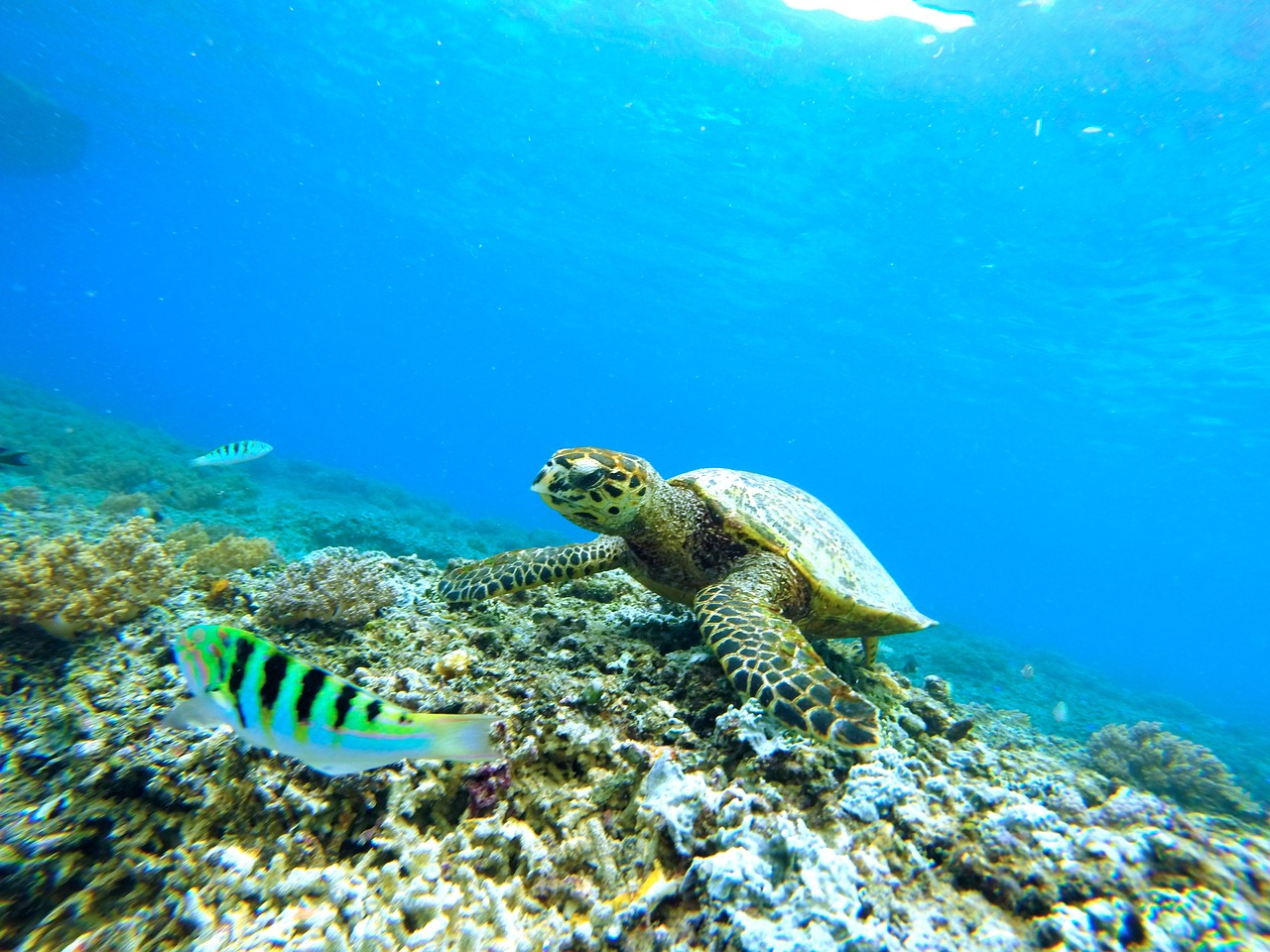 Een zeeschildpad op een (ietwat dood) koraalrif