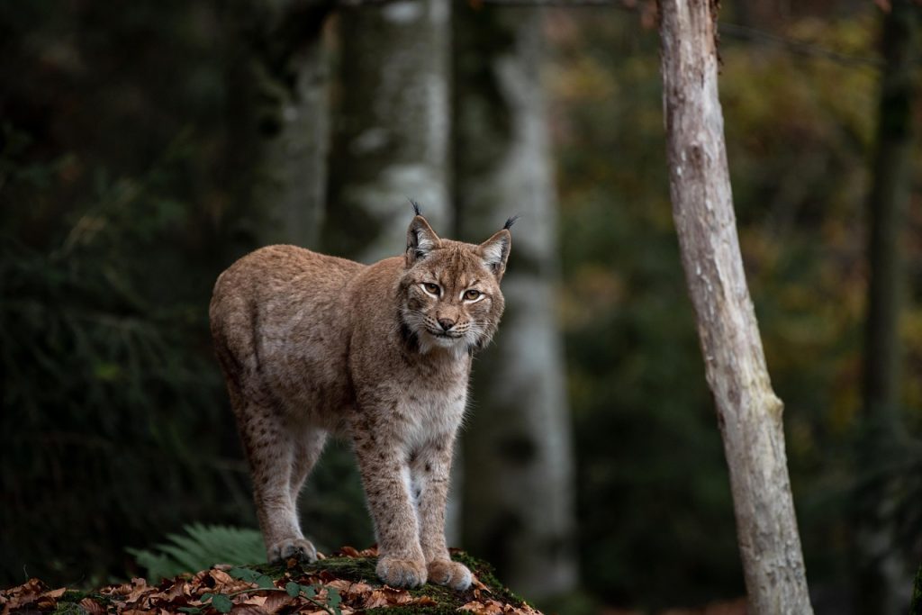 lynx-7253623_1280 Lynx 7253623 1280 1024x683